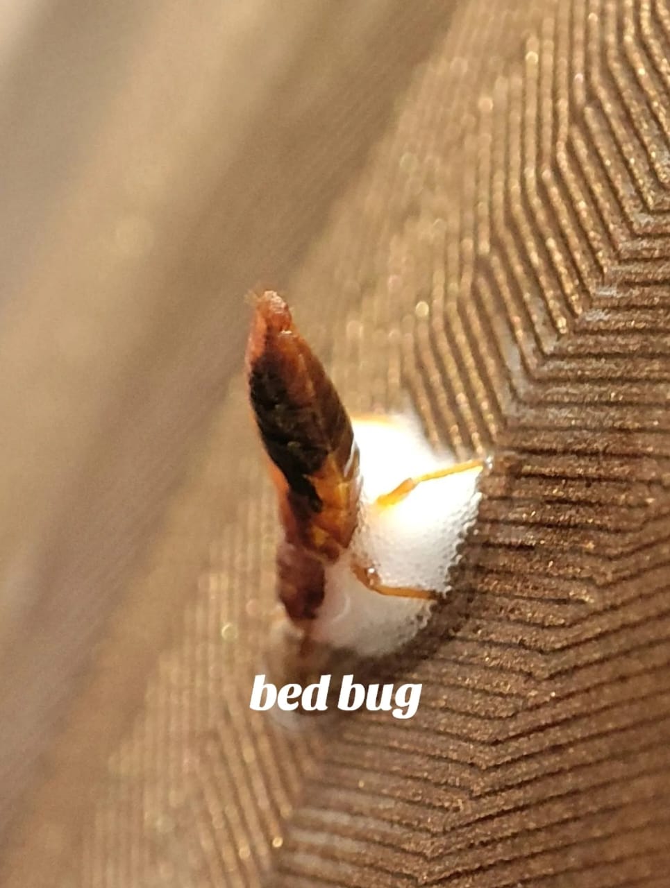 Rawatan pijat(bed bug)